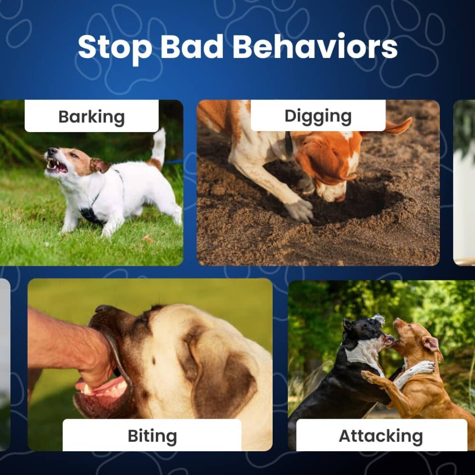 Dog calmly resting instead of barking after NooBark training